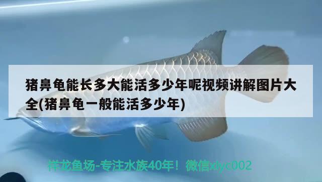 豬鼻龜能長多大能活多少年呢視頻講解圖片大全(豬鼻龜一般能活多少年) 豬鼻龜