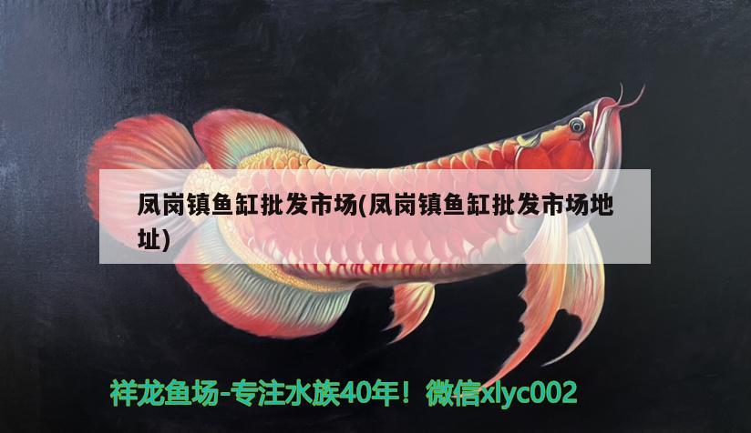 鳳崗鎮(zhèn)魚缸批發(fā)市場(chǎng)(鳳崗鎮(zhèn)魚缸批發(fā)市場(chǎng)地址) 泰國(guó)虎魚（泰虎）