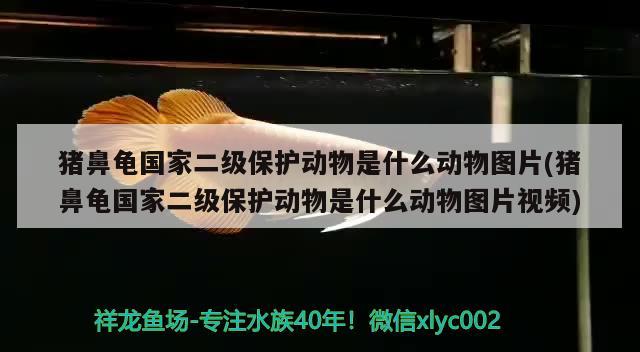 豬鼻龜國家二級保護動物是什么動物圖片(豬鼻龜國家二級保護動物是什么動物圖片視頻)