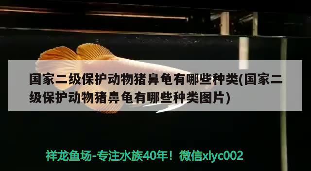 國家二級保護(hù)動物豬鼻龜有哪些種類(國家二級保護(hù)動物豬鼻龜有哪些種類圖片) 豬鼻龜百科