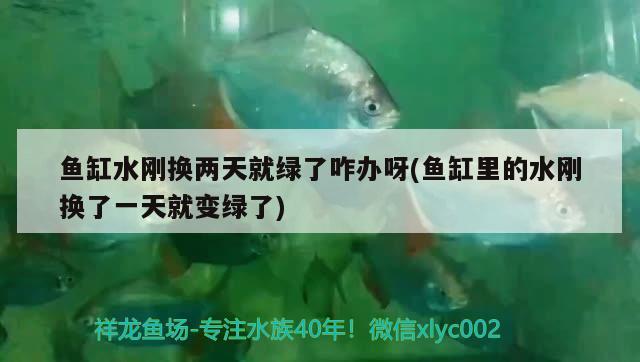 魚(yú)缸水剛換兩天就綠了咋辦呀(魚(yú)缸里的水剛換了一天就變綠了) 孵化器