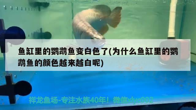 魚缸里的鸚鵡魚變白色了(為什么魚缸里的鸚鵡魚的顏色越來越白呢) 鸚鵡魚