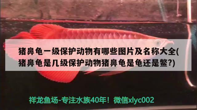 豬鼻龜一級保護動物有哪些圖片及名稱大全(豬鼻龜是幾級保護動物豬鼻龜是龜還是鱉?) 豬鼻龜百科 第2張