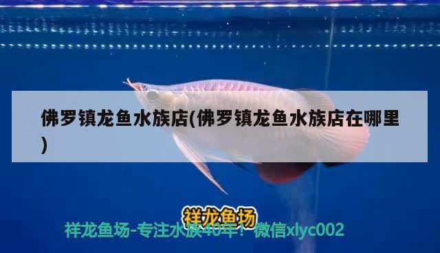 佛羅鎮(zhèn)龍魚水族店(佛羅鎮(zhèn)龍魚水族店在哪里)