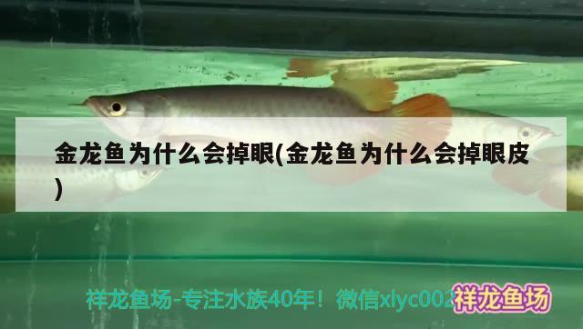 金龍魚為什么會掉眼(金龍魚為什么會掉眼皮)