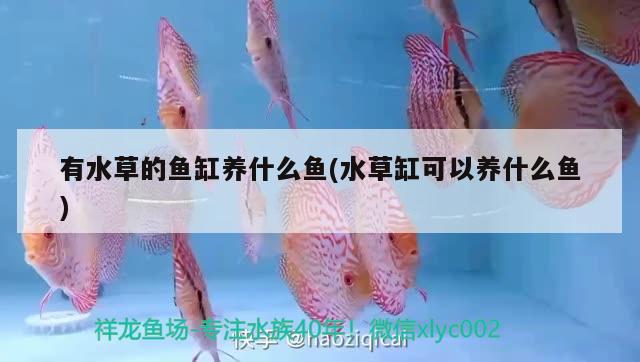 有水草的魚(yú)缸養(yǎng)什么魚(yú)(水草缸可以養(yǎng)什么魚(yú)) 水草