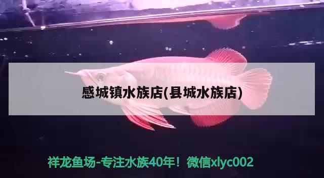 感城鎮(zhèn)水族店(縣城水族店) 戰(zhàn)車(chē)紅龍魚(yú)