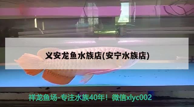 義安龍魚水族店(安寧水族店) 祥禾Super Red紅龍魚