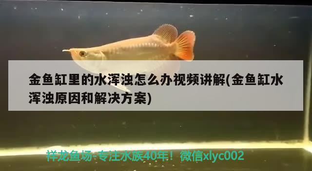 金魚缸里的水渾濁怎么辦視頻講解(金魚缸水渾濁原因和解決方案) 銀龍魚苗