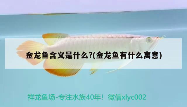 金龍魚含義是什么?(金龍魚有什么寓意) 銀河星鉆魚