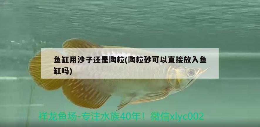 魚缸用沙子還是陶粒(陶粒砂可以直接放入魚缸嗎) 粗線銀版魚