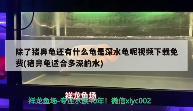 除了豬鼻龜還有什么龜是深水龜呢視頻下載免費(豬鼻龜適合多深的水) 豬鼻龜