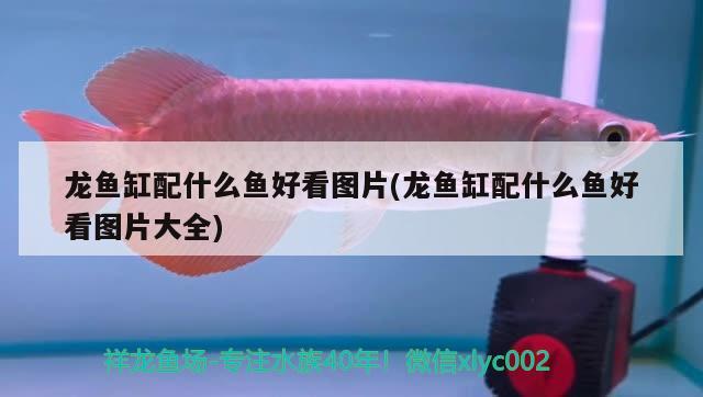 龍魚缸配什么魚好看圖片(龍魚缸配什么魚好看圖片大全)