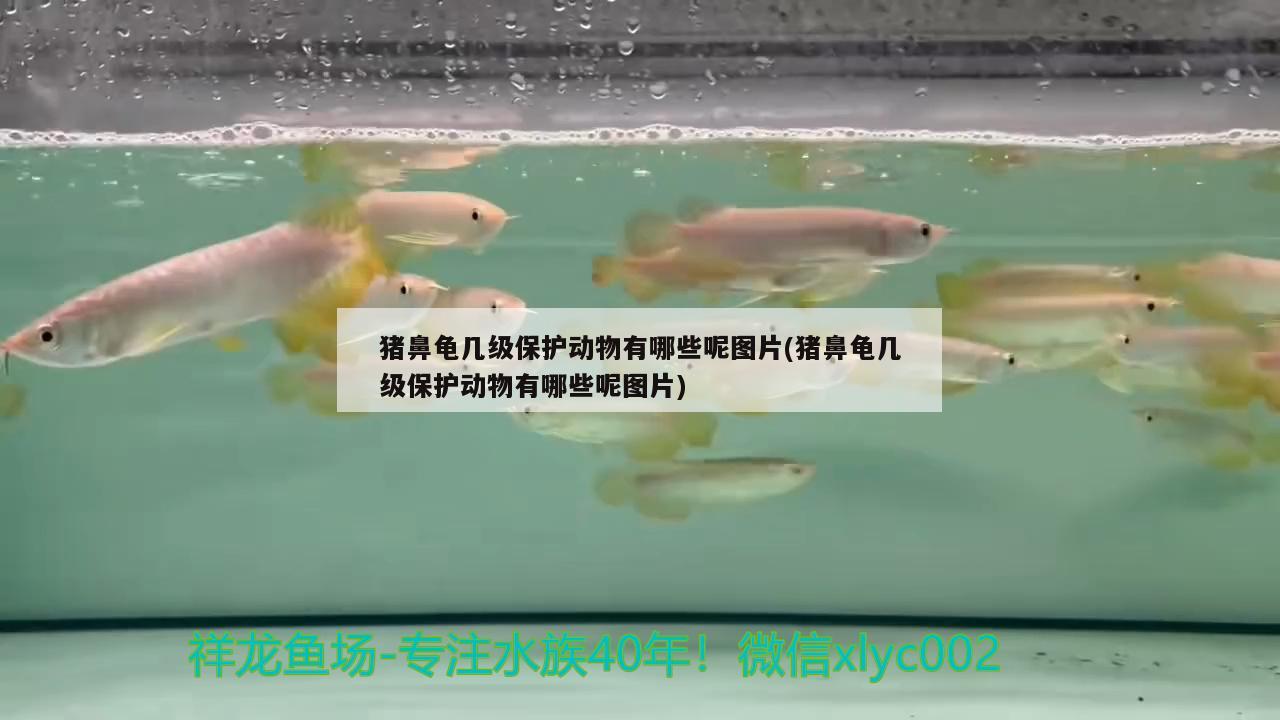 豬鼻龜幾級保護動物有哪些呢圖片(豬鼻龜幾級保護動物有哪些呢圖片)