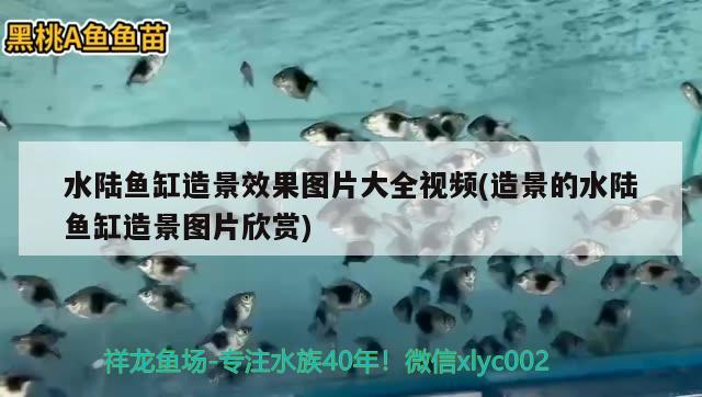 水陸魚缸造景效果圖片大全視頻(造景的水陸魚缸造景圖片欣賞) 魚缸凈水劑