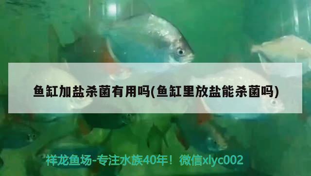 魚缸加鹽殺菌有用嗎(魚缸里放鹽能殺菌嗎) 馬拉莫寶石魚苗