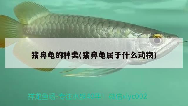 豬鼻龜?shù)姆N類(豬鼻龜屬于什么動物) 豬鼻龜百科