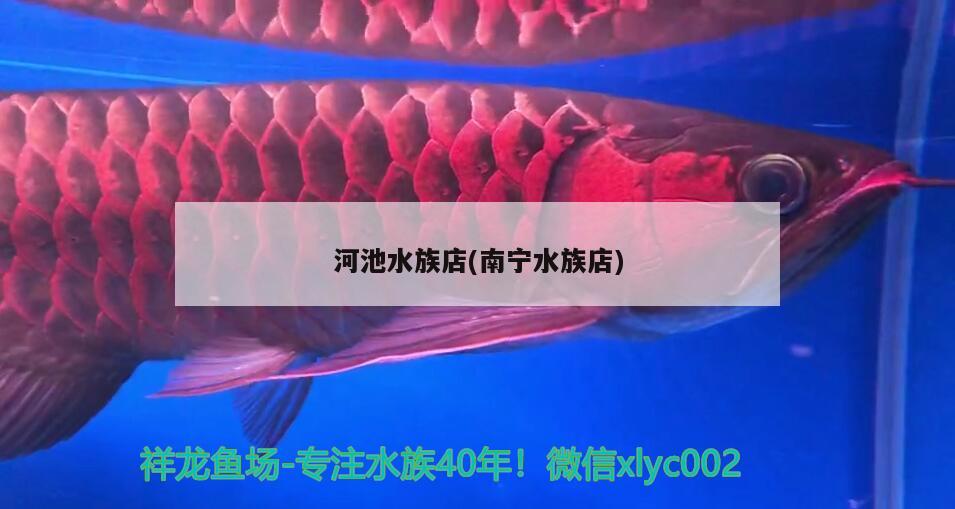 河池水族店(南寧水族店) 紅白錦鯉魚(yú)