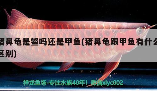 豬鼻龜是鱉嗎還是甲魚(豬鼻龜跟甲魚有什么區(qū)別) 豬鼻龜