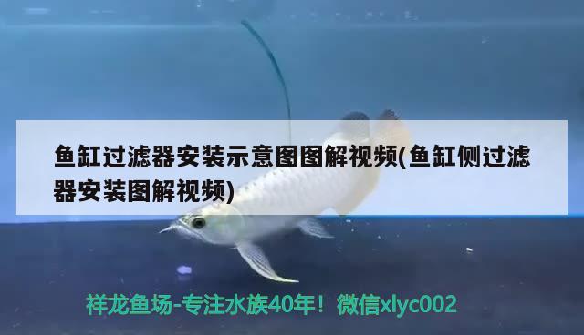 魚缸過濾器安裝示意圖圖解視頻(魚缸側(cè)過濾器安裝圖解視頻)