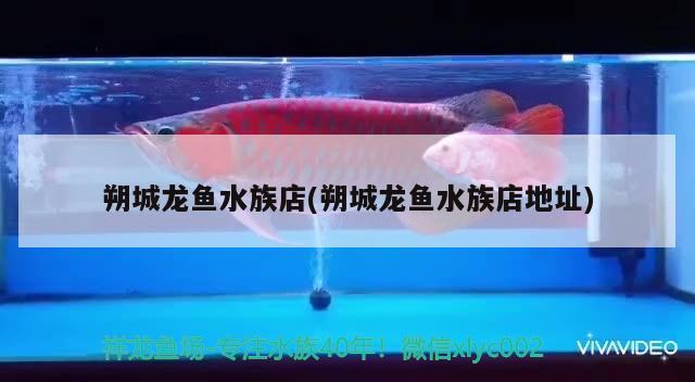 朔城龍魚水族店(朔城龍魚水族店地址) 電鰻