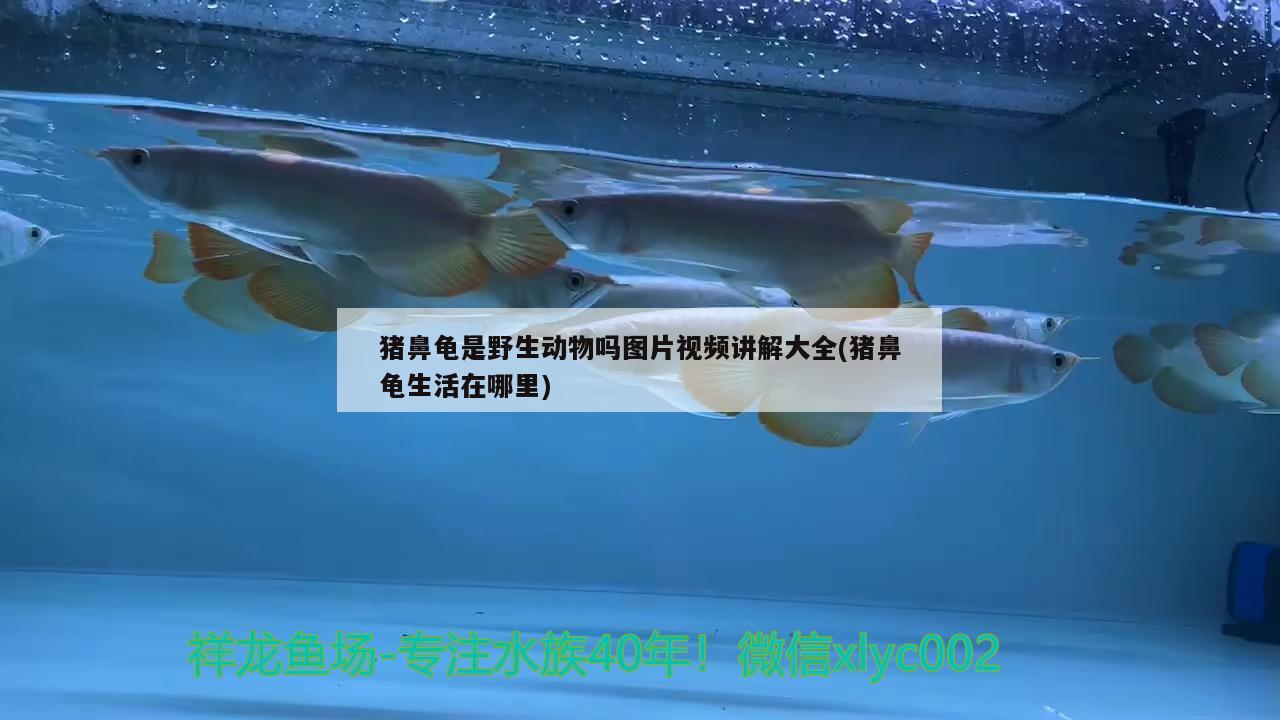 豬鼻龜是野生動物嗎圖片視頻講解大全(豬鼻龜生活在哪里) 豬鼻龜