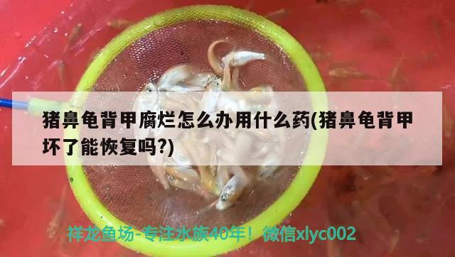 豬鼻龜背甲腐爛怎么辦用什么藥(豬鼻龜背甲壞了能恢復(fù)嗎?) 豬鼻龜百科