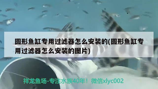 圓形魚缸專用過濾器怎么安裝的(圓形魚缸專用過濾器怎么安裝的圖片) 短身紅龍魚