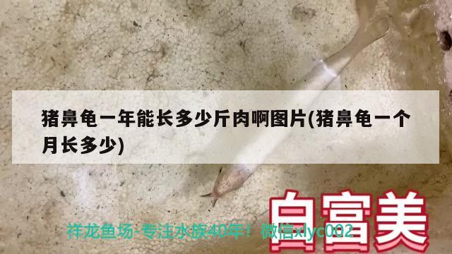 豬鼻龜一年能長多少斤肉啊圖片(豬鼻龜一個(gè)月長多少)