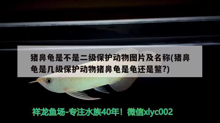 豬鼻龜是不是二級保護動物圖片及名稱(豬鼻龜是幾級保護動物豬鼻龜是龜還是鱉?) 豬鼻龜