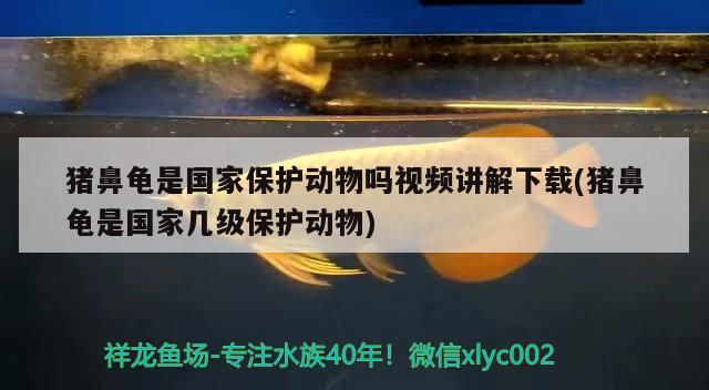 豬鼻龜是國家保護動物嗎視頻講解下載(豬鼻龜是國家?guī)准壉Ｗo動物) 豬鼻龜百科