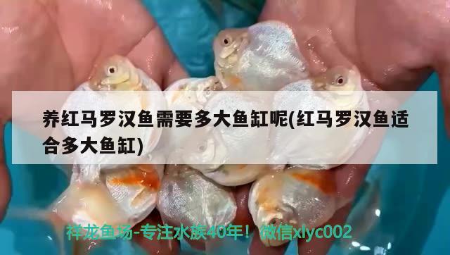 養(yǎng)紅馬羅漢魚需要多大魚缸呢(紅馬羅漢魚適合多大魚缸) 羅漢魚