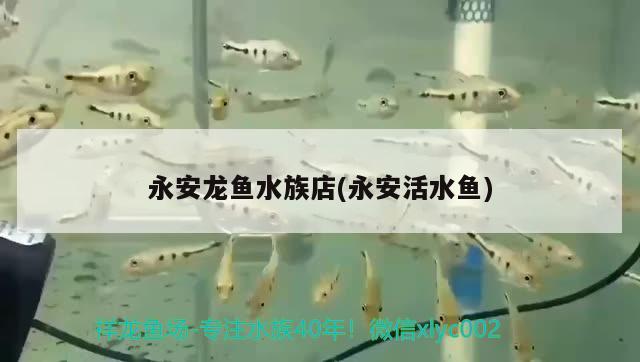 永安龍魚水族店(永安活水魚)