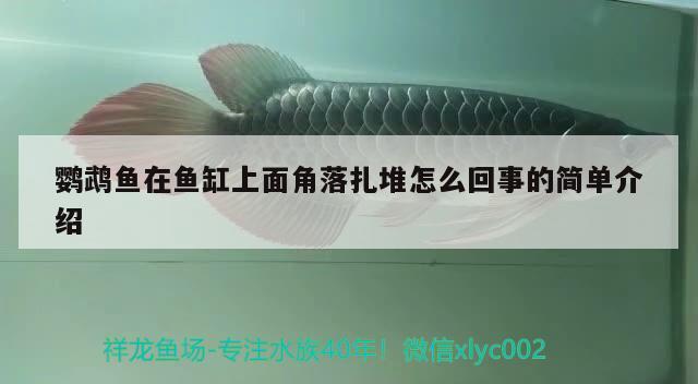 鸚鵡魚(yú)在魚(yú)缸上面角落扎堆怎么回事的簡(jiǎn)單介紹 鸚鵡魚(yú)