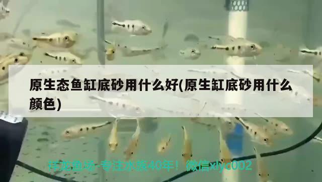 原生態(tài)魚缸底砂用什么好(原生缸底砂用什么顏色) 印尼三紋虎