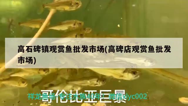 高石碑鎮(zhèn)觀賞魚批發(fā)市場(chǎng)(高碑店觀賞魚批發(fā)市場(chǎng)) 觀賞魚批發(fā)