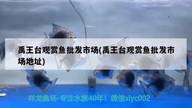 禹王臺觀賞魚批發(fā)市場(禹王臺觀賞魚批發(fā)市場地址) 觀賞魚批發(fā)