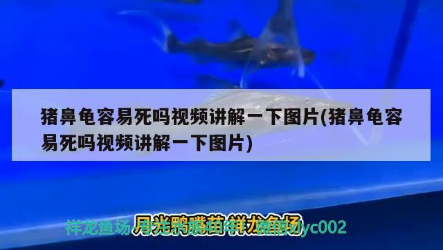 豬鼻龜容易死嗎視頻講解一下圖片(豬鼻龜容易死嗎視頻講解一下圖片) 豬鼻龜百科