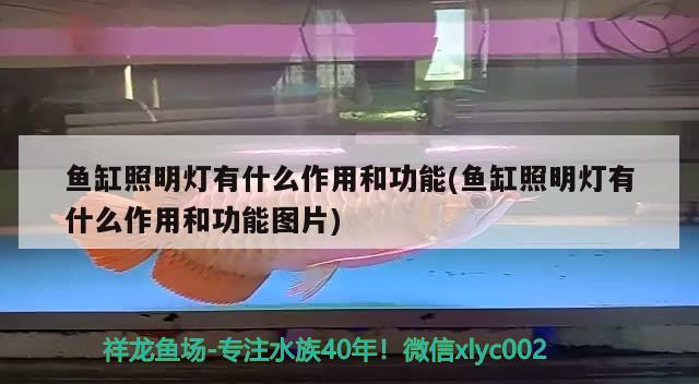 魚(yú)缸照明燈有什么作用和功能(魚(yú)缸照明燈有什么作用和功能圖片) 觀賞蝦蟹等飼料