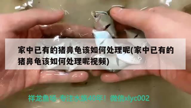 家中已有的豬鼻龜該如何處理呢(家中已有的豬鼻龜該如何處理呢視頻) 豬鼻龜百科