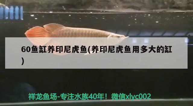 60魚缸養(yǎng)印尼虎魚(養(yǎng)印尼虎魚用多大的缸) 虎魚百科