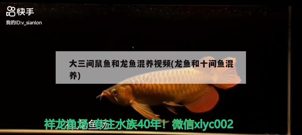 大三間鼠魚和龍魚混養(yǎng)視頻(龍魚和十間魚混養(yǎng))