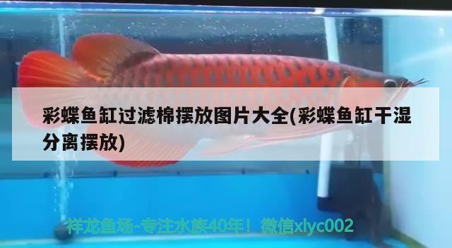 彩蝶魚缸過濾棉擺放圖片大全(彩蝶魚缸干濕分離擺放)