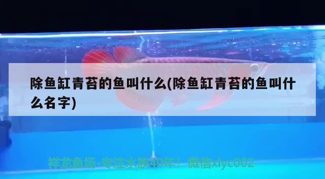 除魚缸青苔的魚叫什么(除魚缸青苔的魚叫什么名字) 帝王三間魚