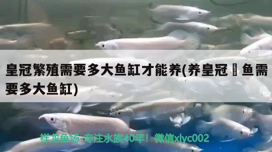 皇冠繁殖需要多大魚缸才能養(yǎng)(養(yǎng)皇冠魟魚需要多大魚缸) 一眉道人魚