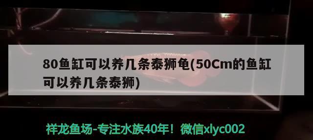 80魚(yú)缸可以養(yǎng)幾條泰獅龜(50Cm的魚(yú)缸可以養(yǎng)幾條泰獅) 烏龜