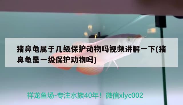 豬鼻龜屬于幾級保護動物嗎視頻講解一下(豬鼻龜是一級保護動物嗎)