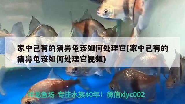 家中已有的豬鼻龜該如何處理它(家中已有的豬鼻龜該如何處理它視頻) 豬鼻龜