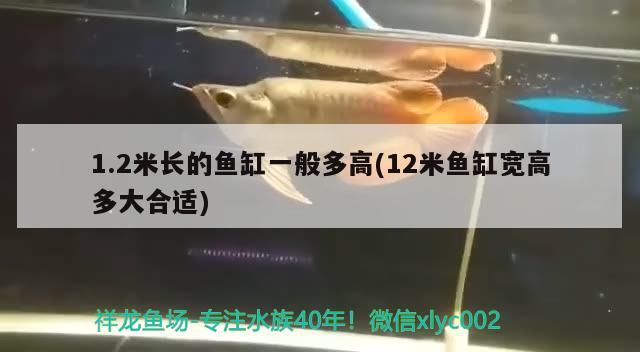 1.2米長的魚缸一般多高(12米魚缸寬高多大合適)