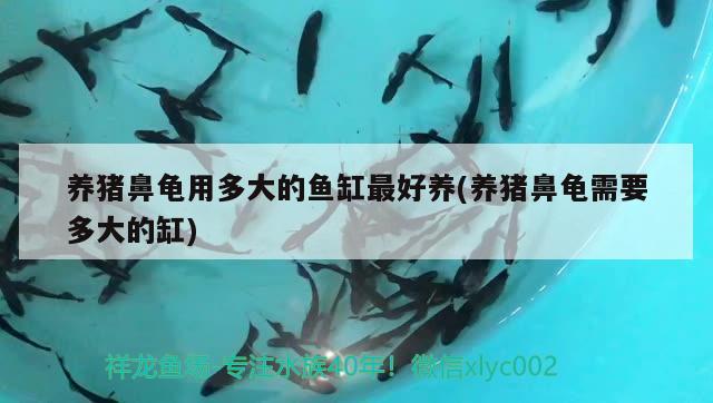 養(yǎng)豬鼻龜用多大的魚缸最好養(yǎng)(養(yǎng)豬鼻龜需要多大的缸) 豬鼻龜百科